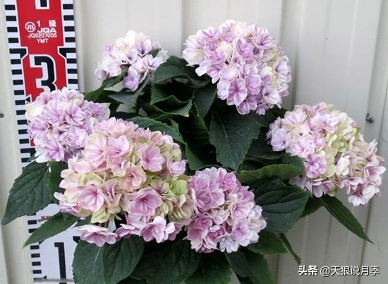 绣球季家里不缺花，全场8折迎初夏