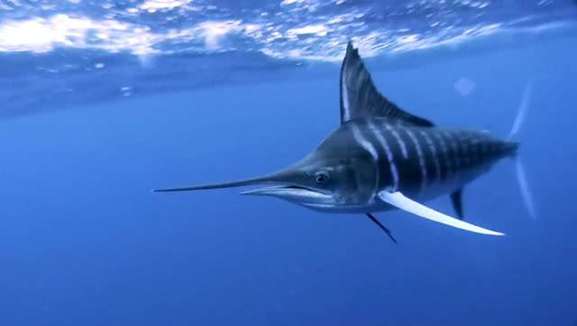 游泳蛙游泳技巧,动物是怎么游泳的