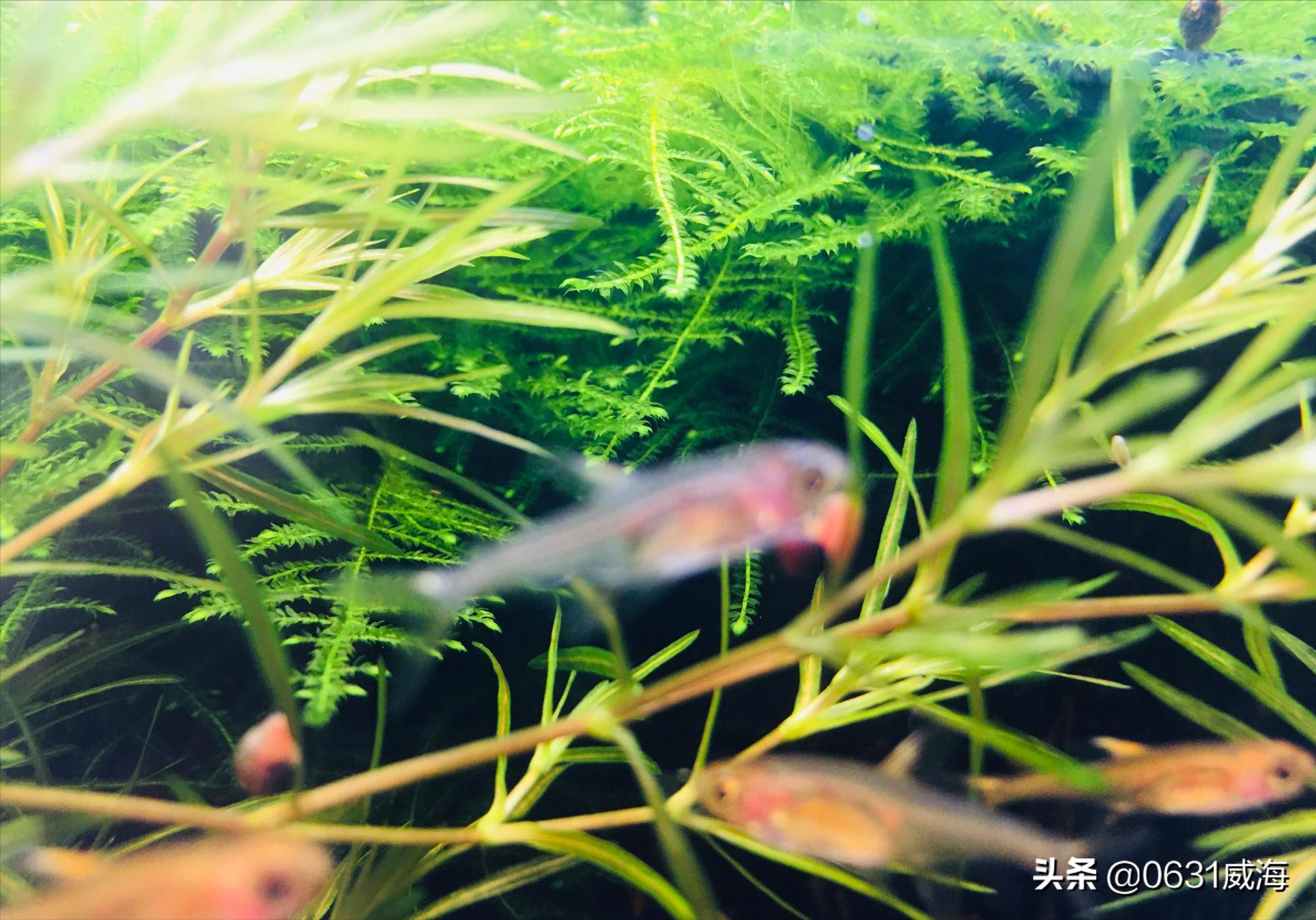 金鱼白点病最有效方法,金鱼白点病最佳消灭方法