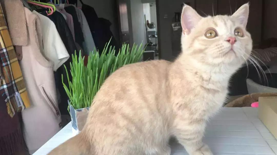 猫咪误食异物怎么处理,猫咪误食硬物怎么办