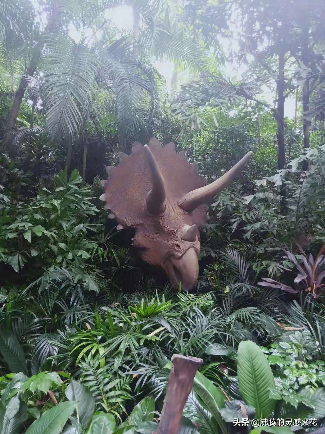 长隆野生动物世界旅游,感受热带南国风景