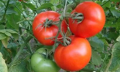 适合秋冬季节种植蔬菜,1-12月应季蔬菜种植