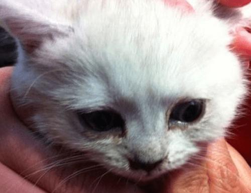 养宠经验猫咪眼睛发炎会自愈吗,猫咪眼睛发炎会不会传染给人