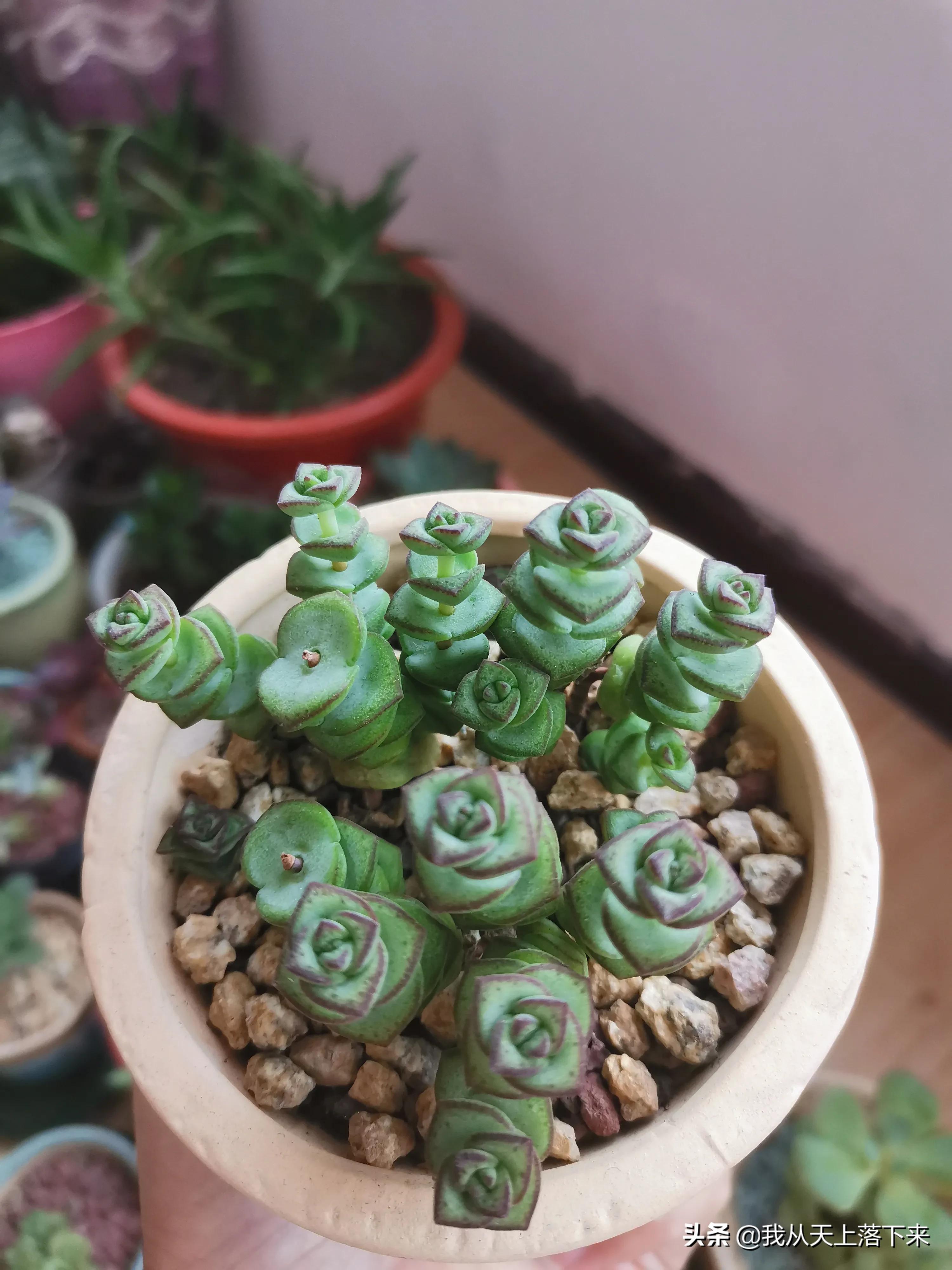 89种常见多肉植物品种图，实物拍摄，还不认识的小伙伴赶紧收藏好