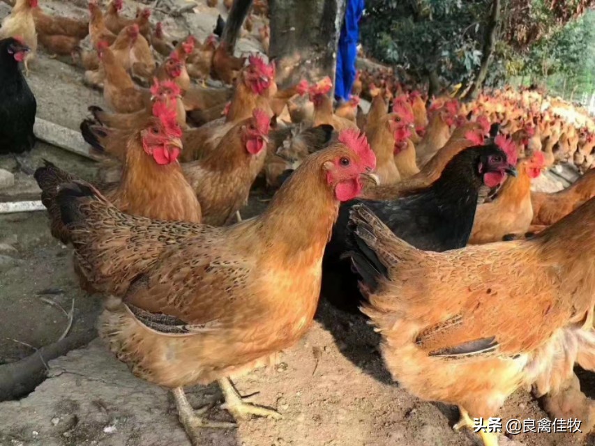 土方治鸡感冒详细介绍两个方法，省钱