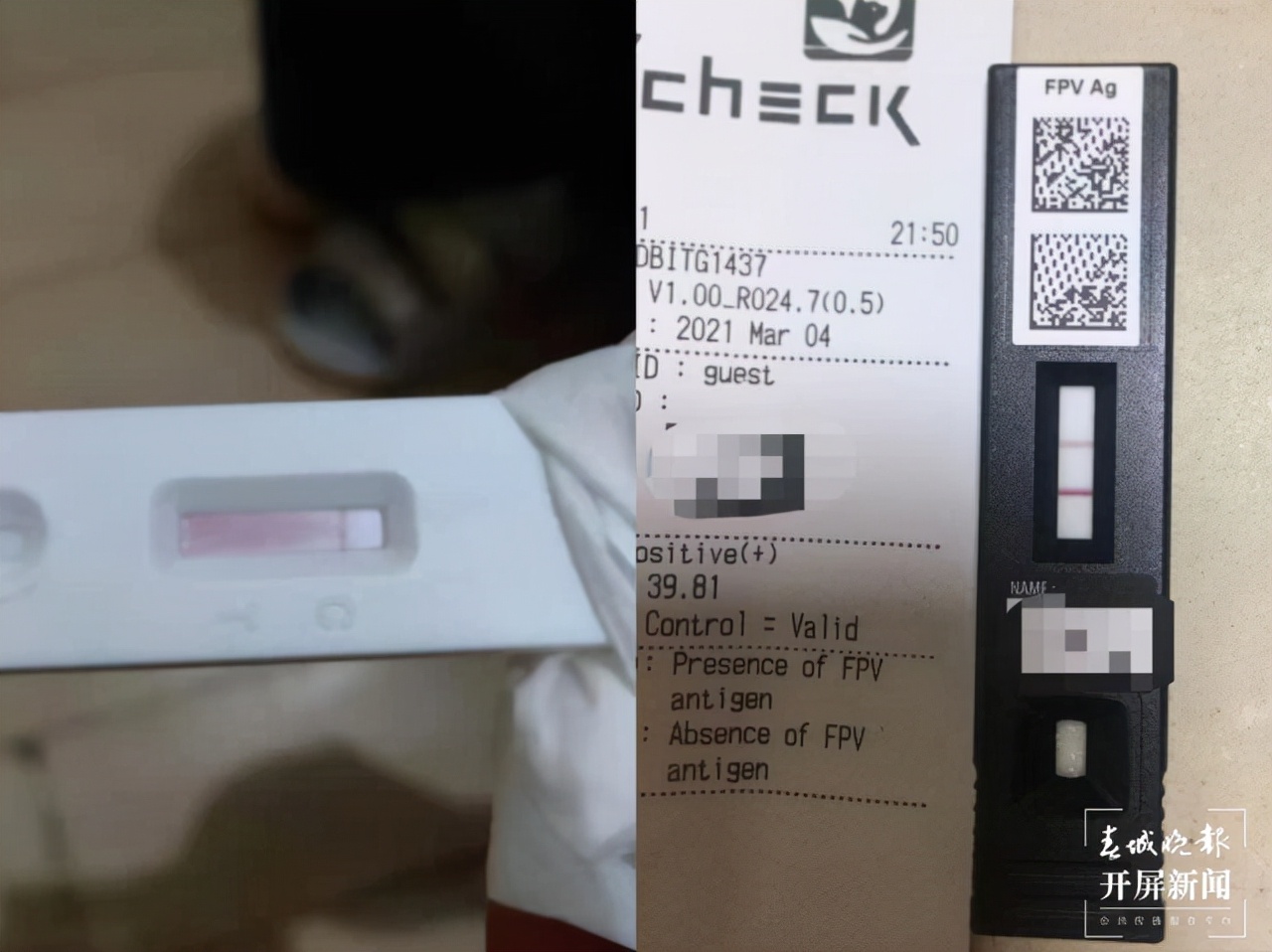 流浪猫被领养6次后续,小猫被领养两天后死亡