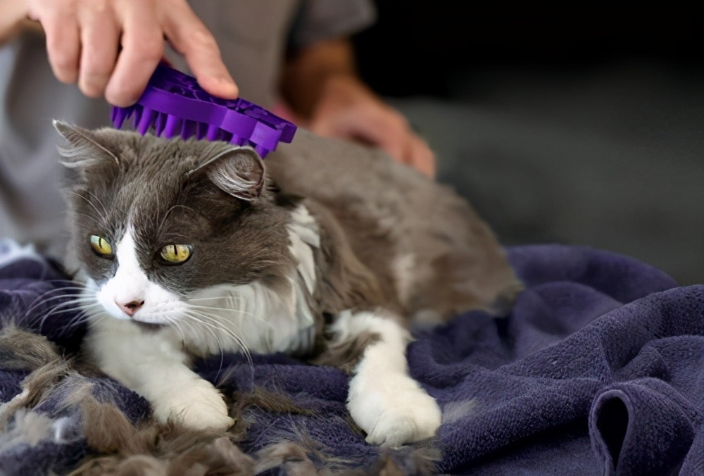 怎么让猫的毛发有光泽,猫毛发缺乏光泽怎么回事