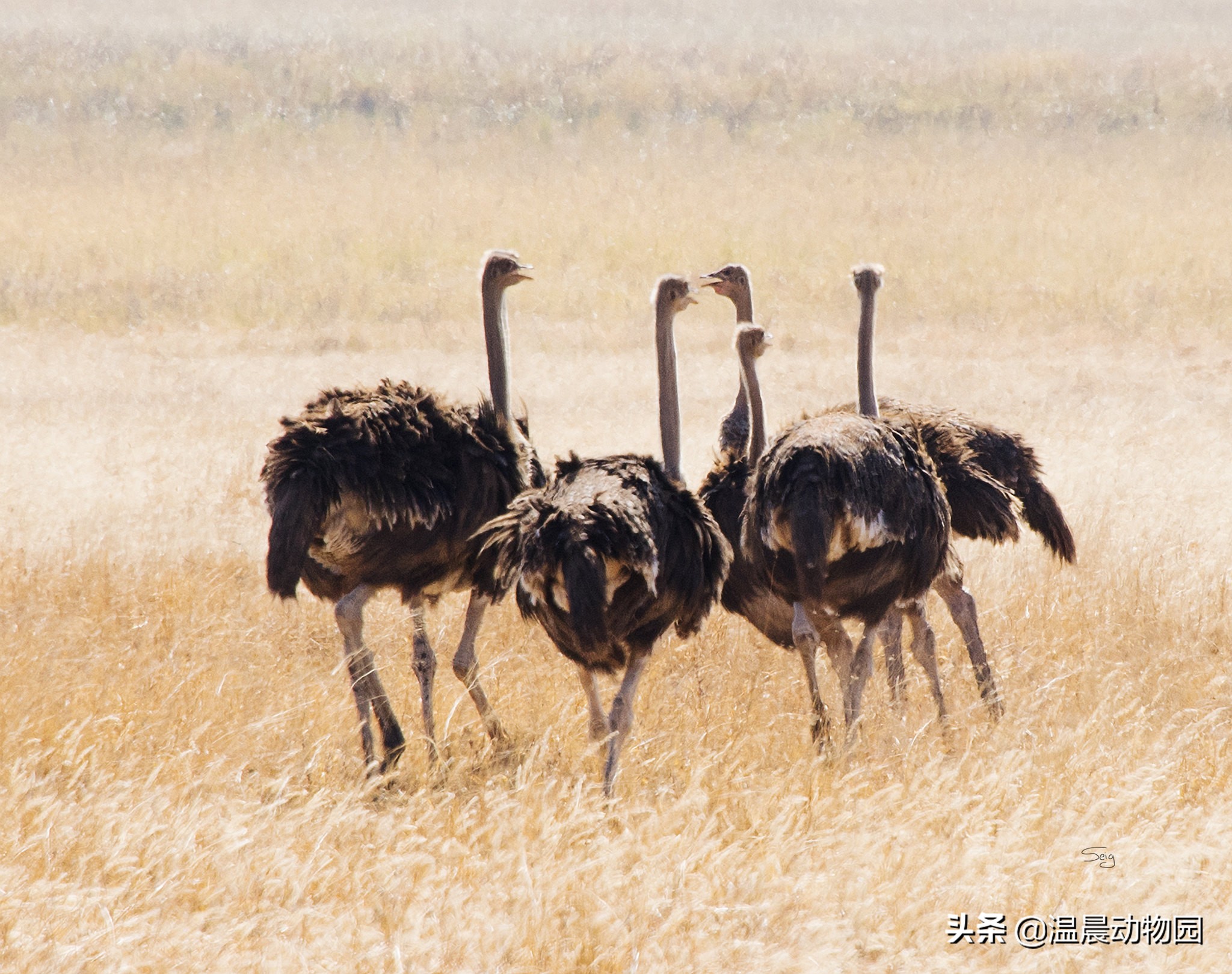 鸵鸟遇到危险会把头埋土里搞笑,鸵鸟遇到危险把头埋土里真的假的