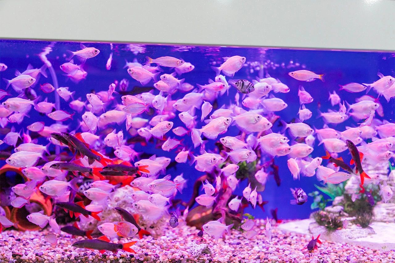 深圳10大旅游好去处,深圳盐田区周末休闲浪漫好去处