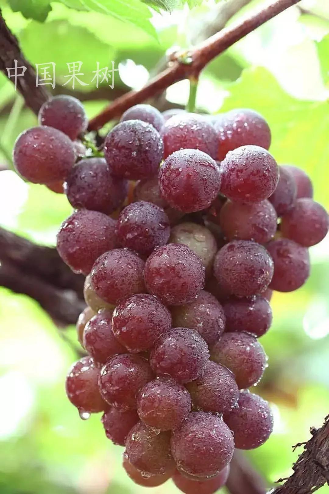 巨峰葡萄控旺技术视频,巨峰葡萄栽培管理技术