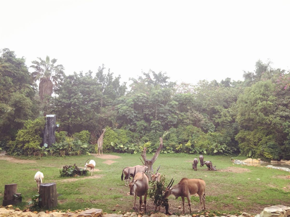 2021年西霞口野生动物园门票五一,2021南京金牛湖野生动物园门票