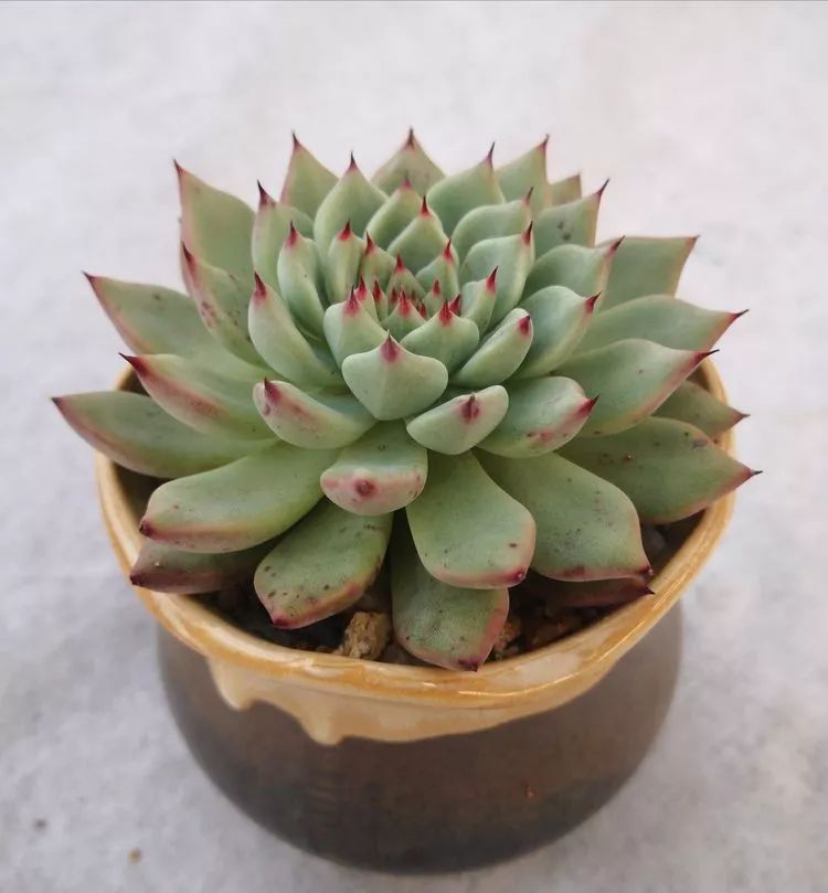 最美的20种多肉,15种最美的多肉