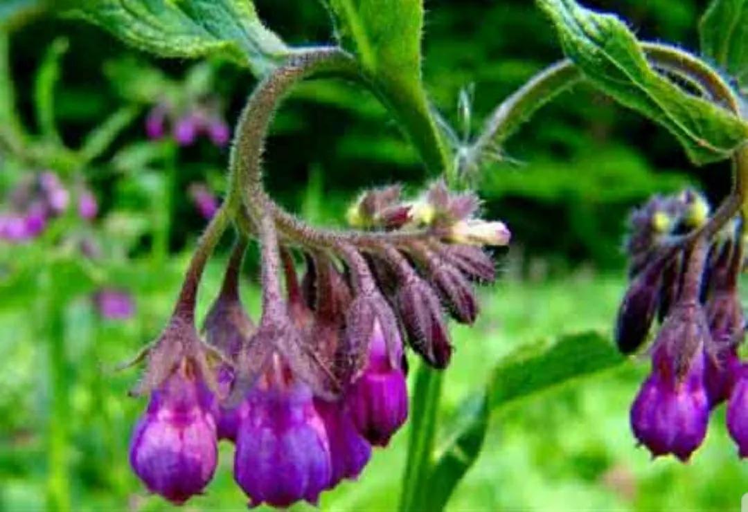 神秘变色花：一下雨就隐形又透明，芳踪难觅！和你捉迷藏的美人花