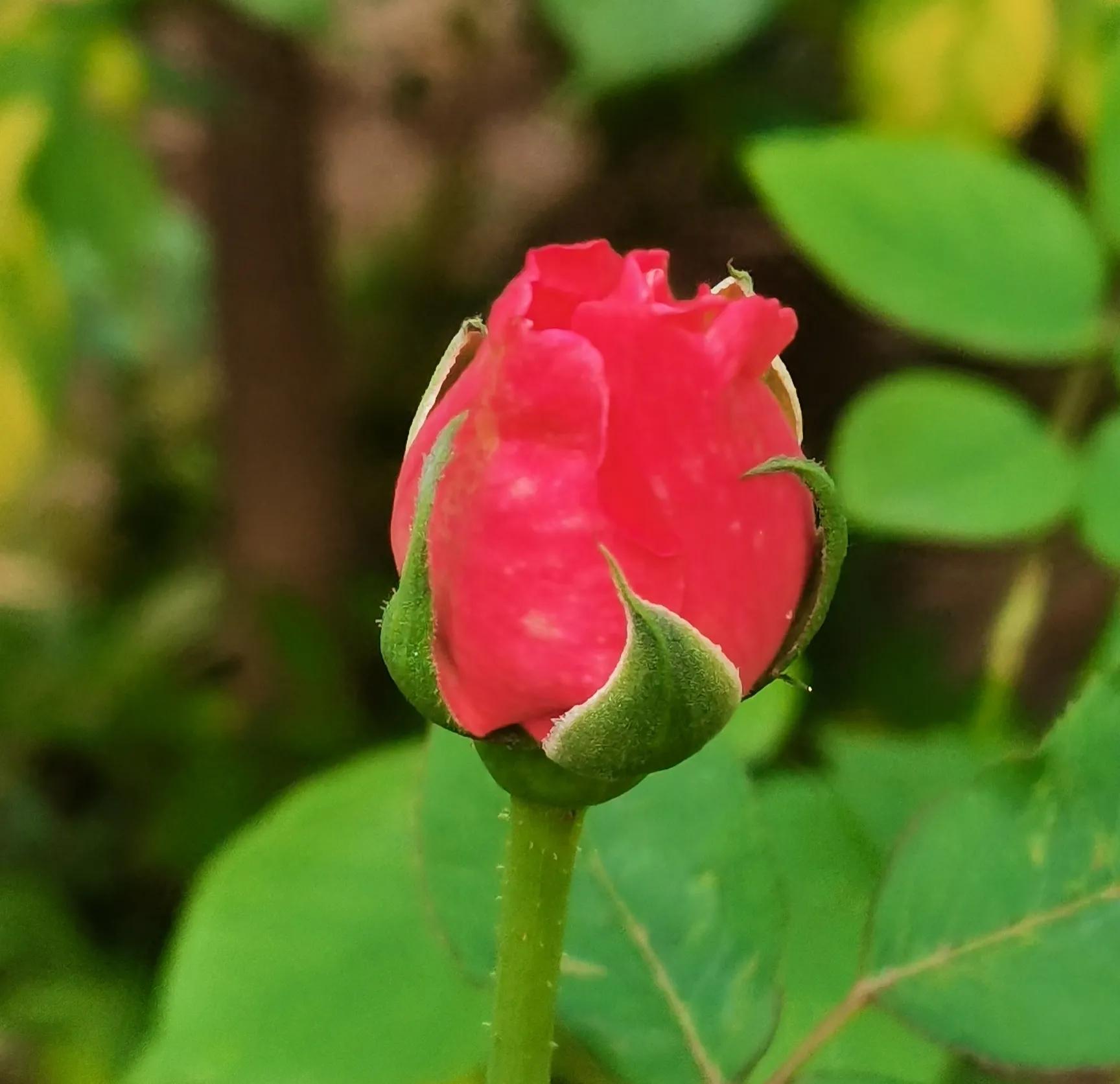 中国诗歌报诗词151期,中国诗歌报诗词创作室第47期