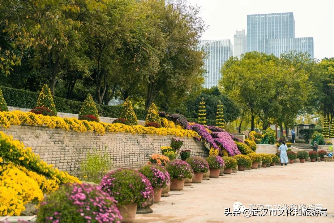 花点时间武汉东湖樱花园,武汉花点时间