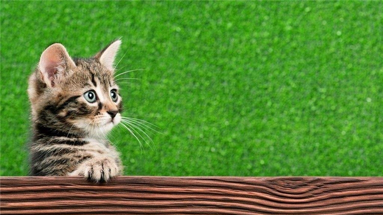 猫咪眼屎多的原因和处理方法,猫咪眼屎特别多