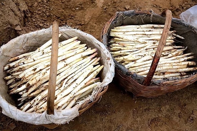 华州：沙土地长出白象牙