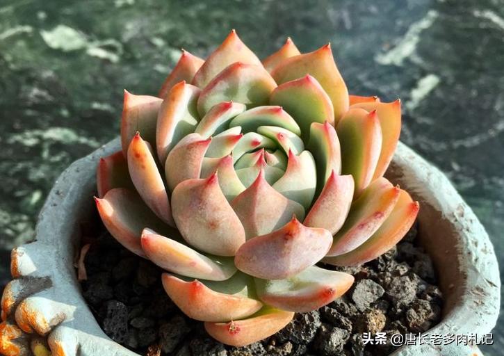 多肉棱镜和什么像,多肉棱镜代表什么