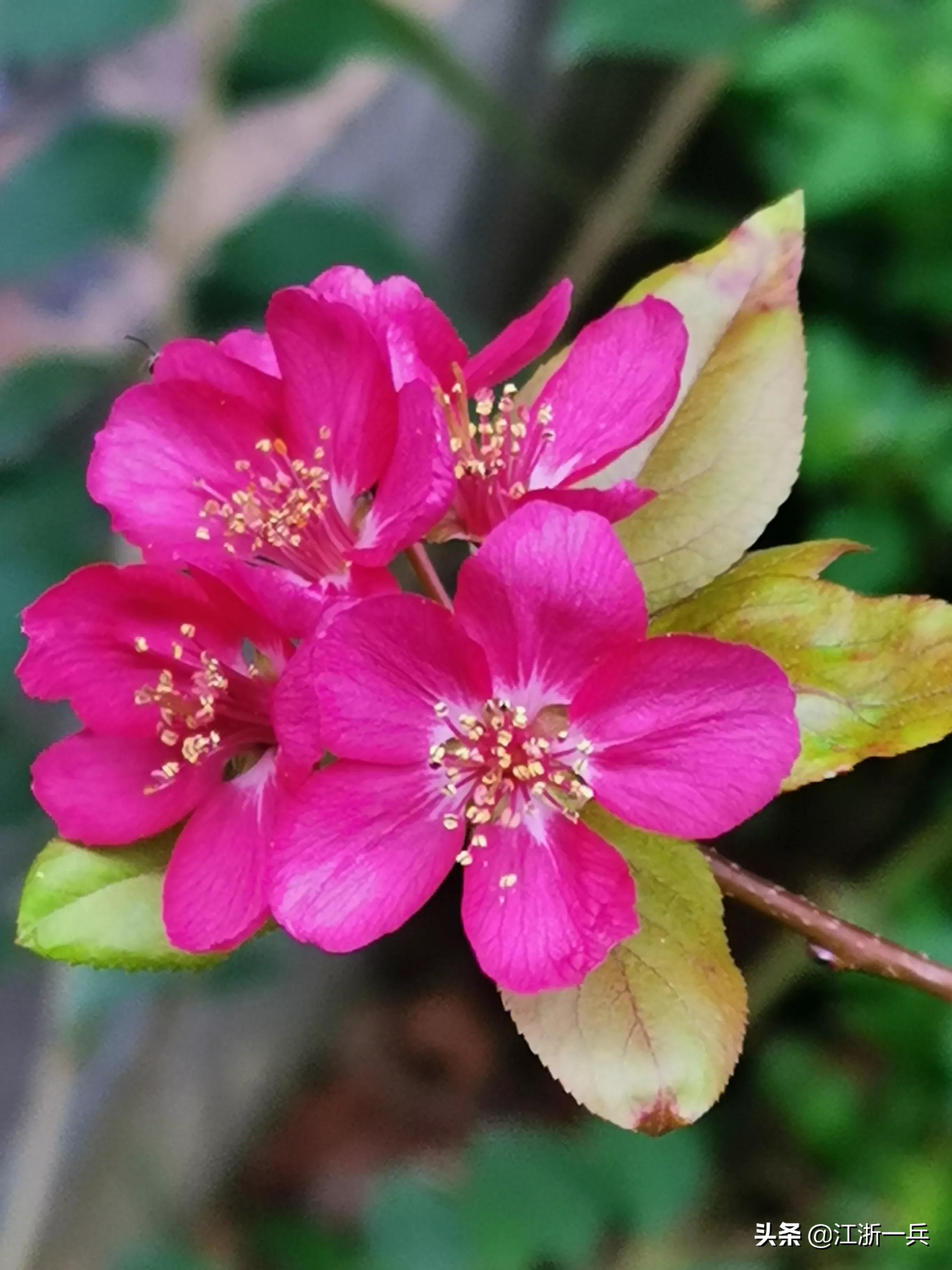 农村亏本生意,乡土散文经典赶集