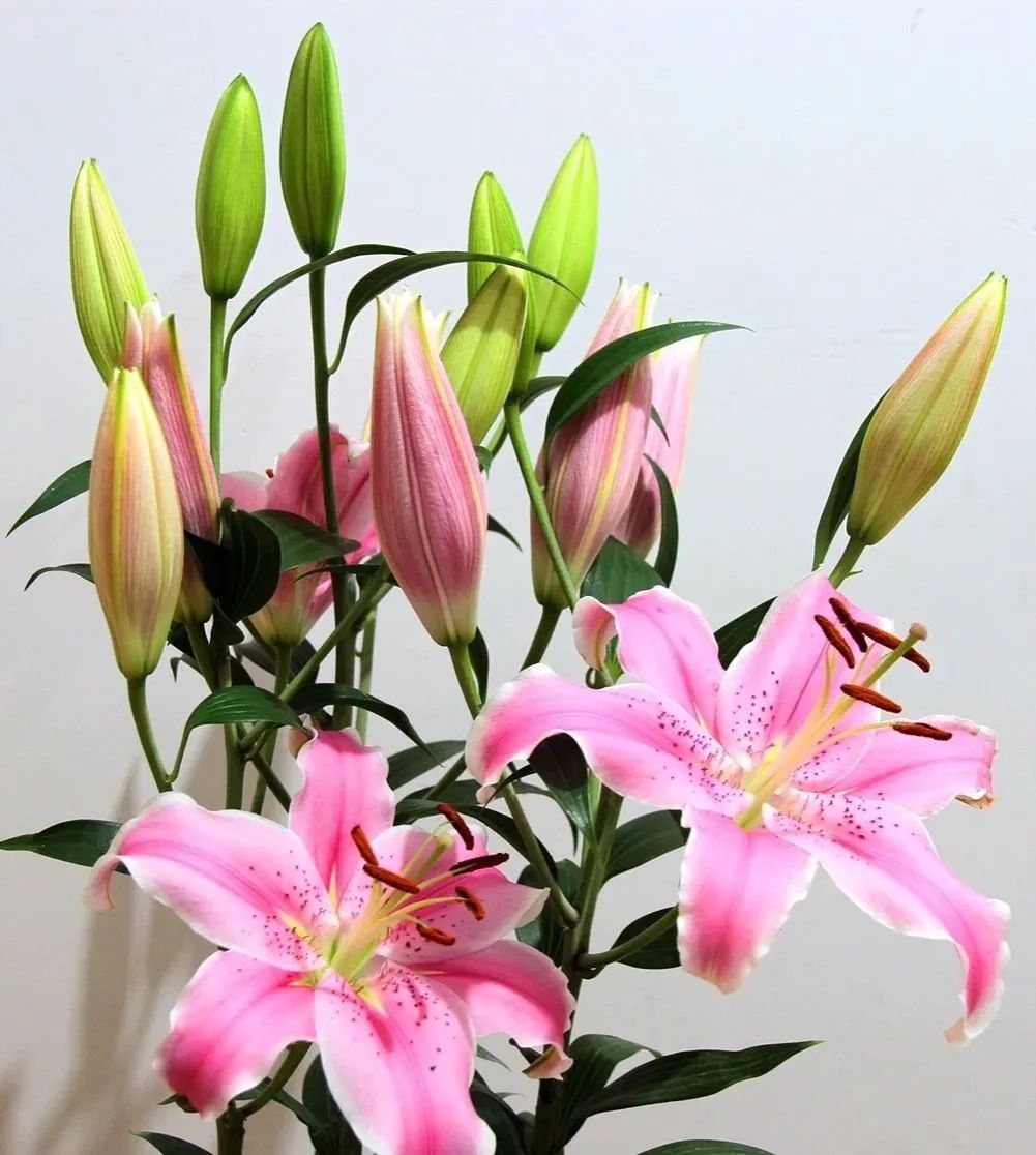 秋日赏花,百合必须要拥有姓名