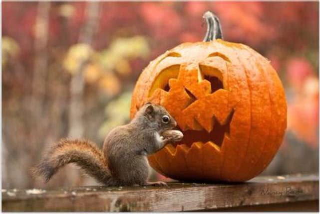 被松鼠咬了需要打狂犬病疫苗吗，这些冤枉钱可别花了