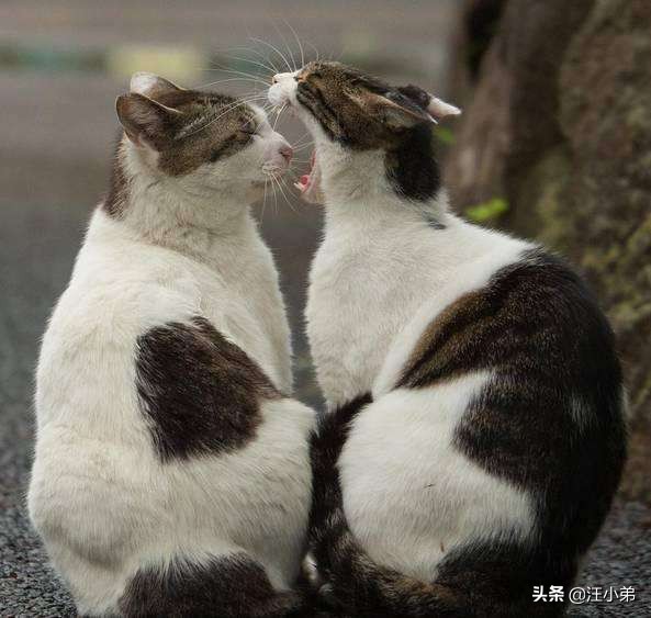 刚养回家的小猫猫怕生咋办,带小猫回家大猫一直哈气怎么办