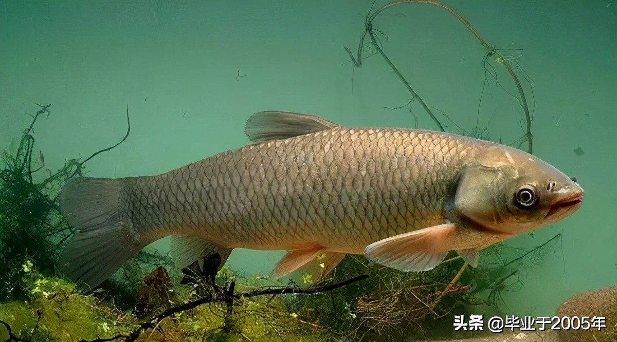 大连近海常见鱼类图鉴,大连哪里可以垂钓淡水鱼