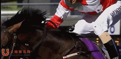 今天是新西兰打吡赛马日，内蒙古莱德马业“蒙古可汗”曾是冠军