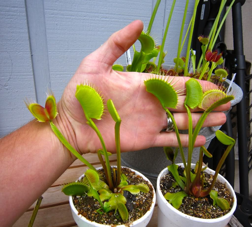 各种食虫植物的特点,不一样的食虫植物