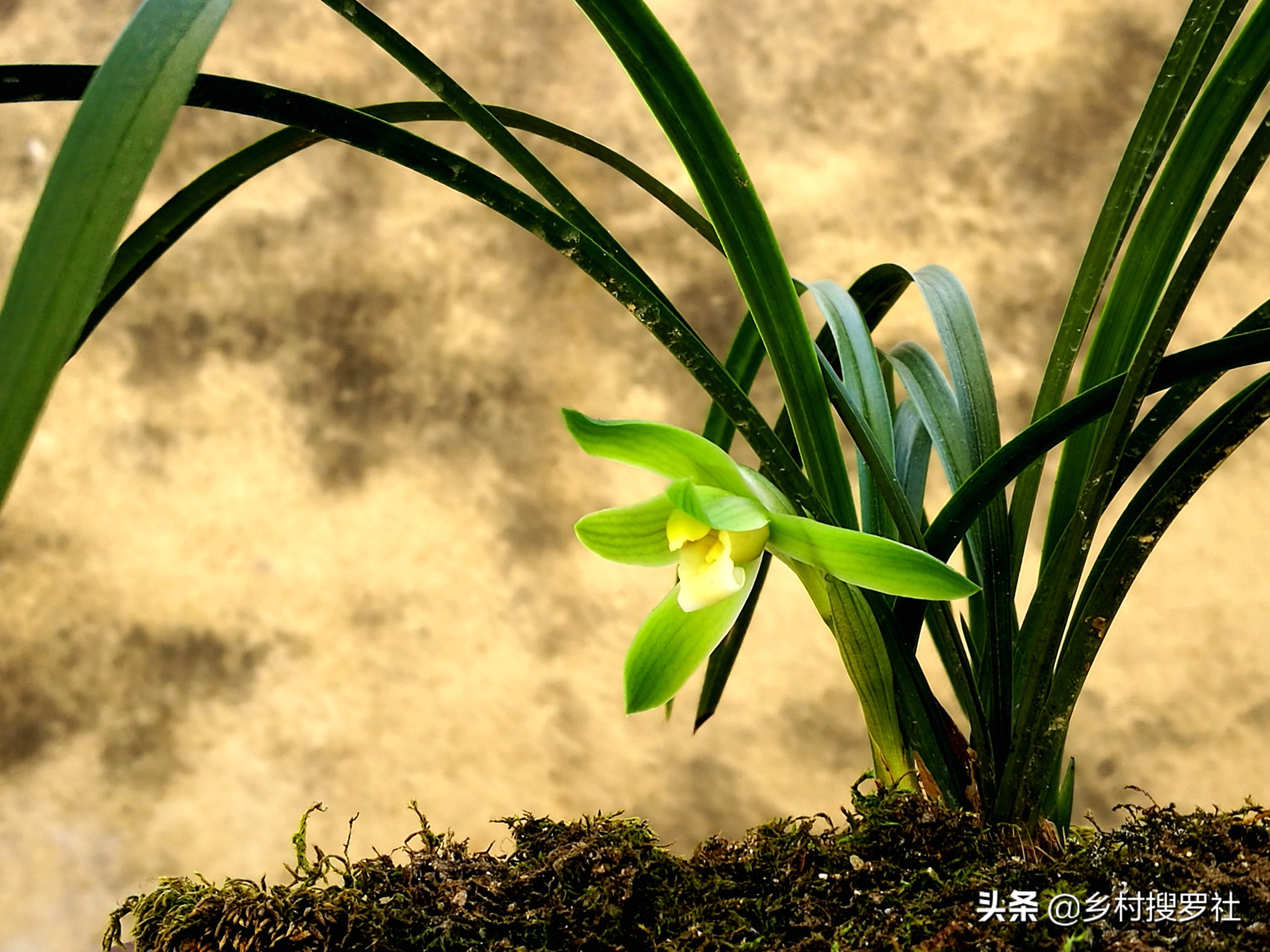 春兰开的都是素花怎么回事,春兰开素花好吗