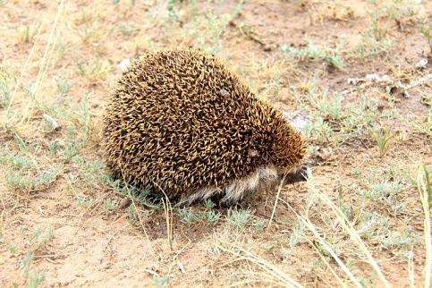 刺猬的分布地区,非洲刺猬分布在哪里