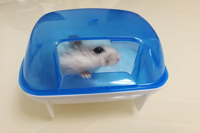 仓鼠笼怎么防臭,仓鼠笼放什么可以除臭