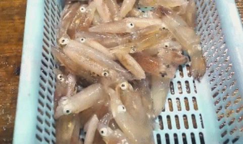 2万铁粉的海上直播间：出海、赌网、买海货，“一网邮费花两百”