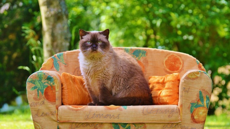 猫主子的一种用法,猫主子有什么表现