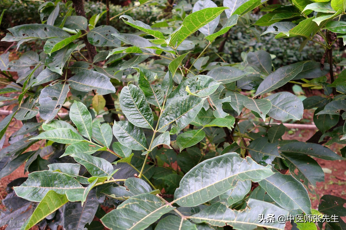 吴茱萸为温中散寒的主药,吴茱萸治胃积热