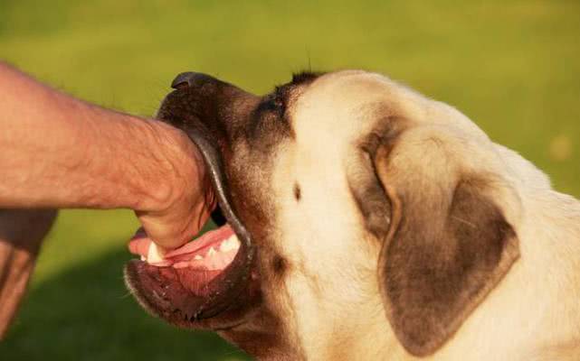 恶意传播狂犬病毒,史上最致命的病毒狂犬病毒