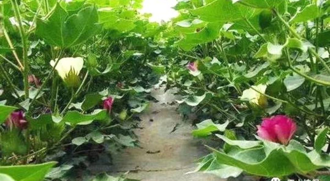对棉花有种特殊的感情,棉花情感故事