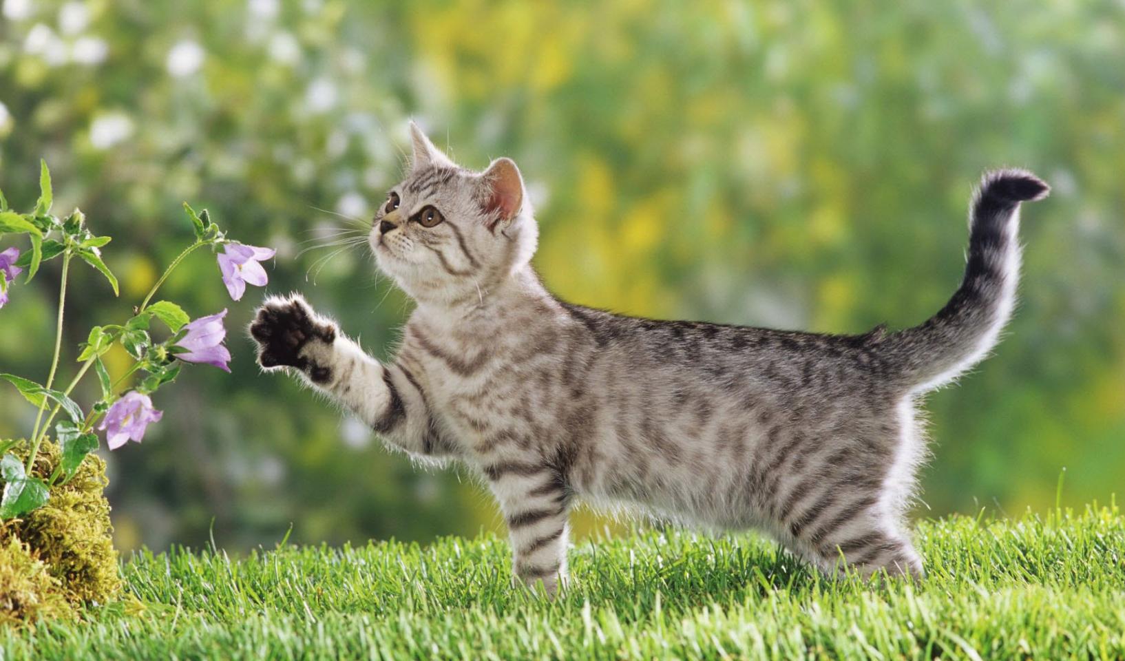 养宠小知识小猫咪能吃什么,养宠小知识猫咪