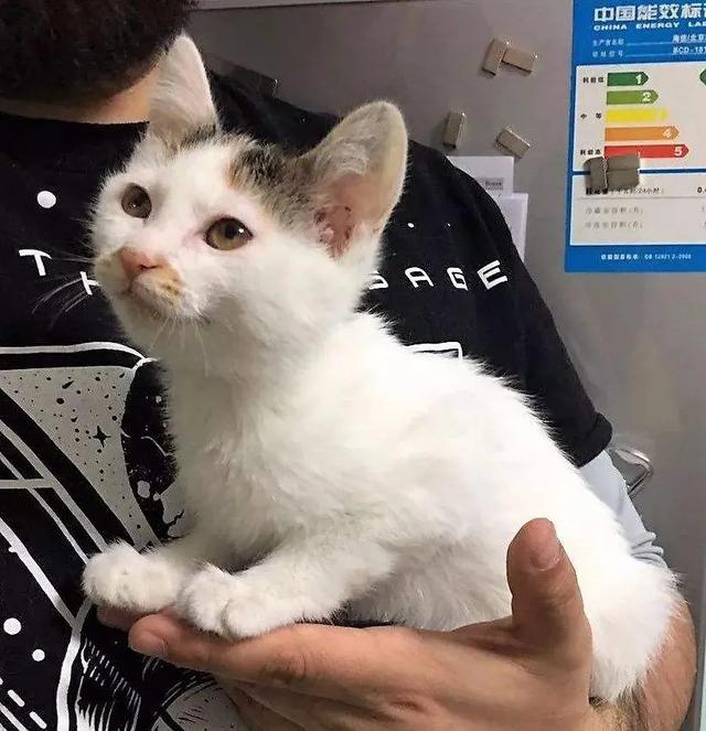 领养代替购买的意义,领养代替购买要给钱吗