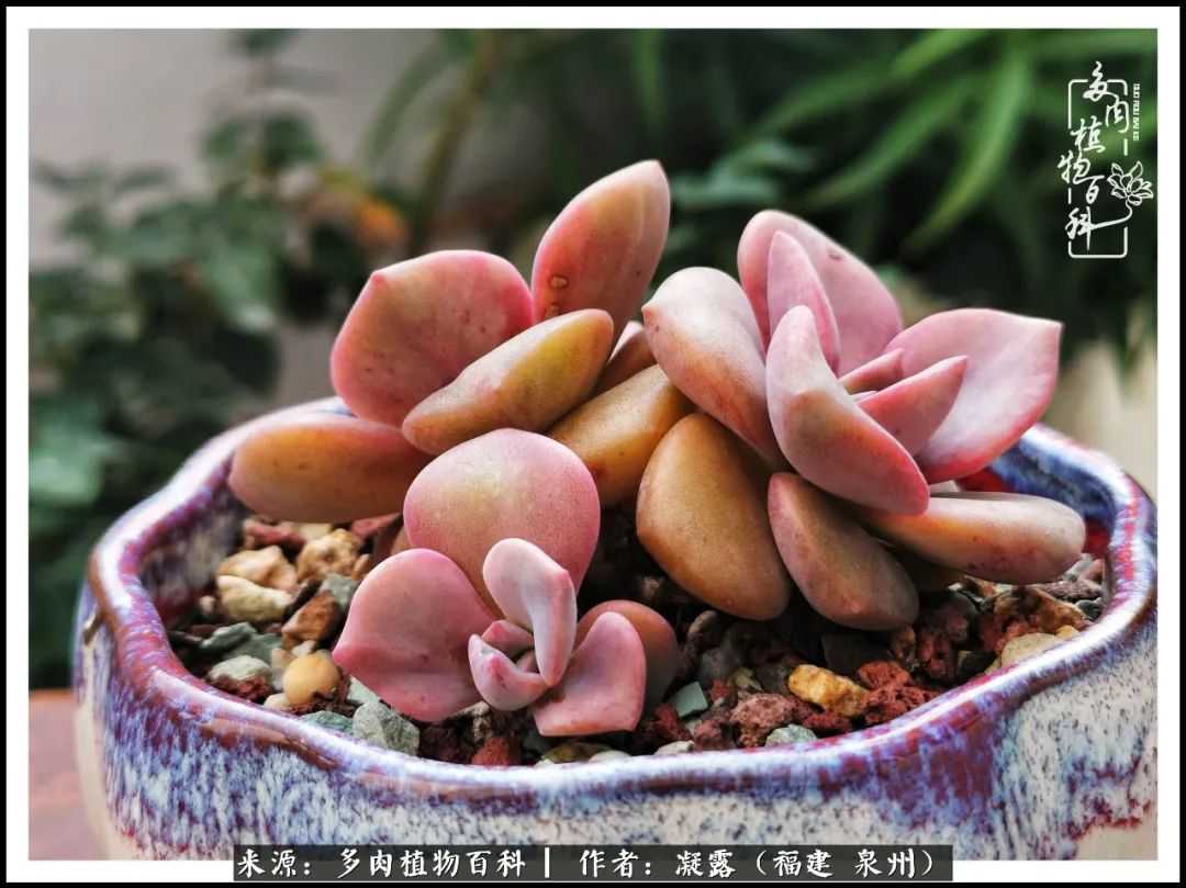 多肉日记严选,多肉日记大全100字