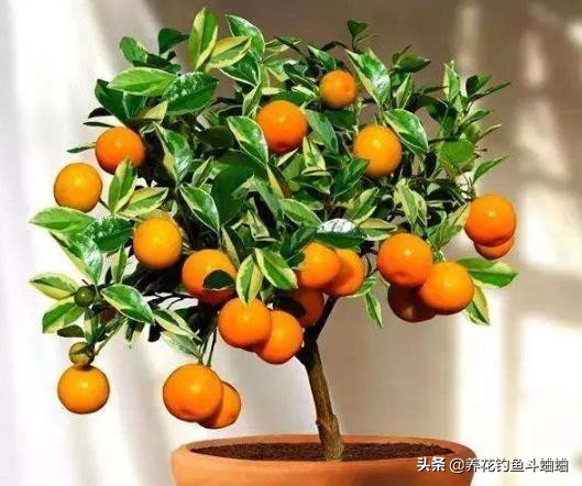 治金桔黄叶,夏季金桔掉叶黄叶可以换盆吗