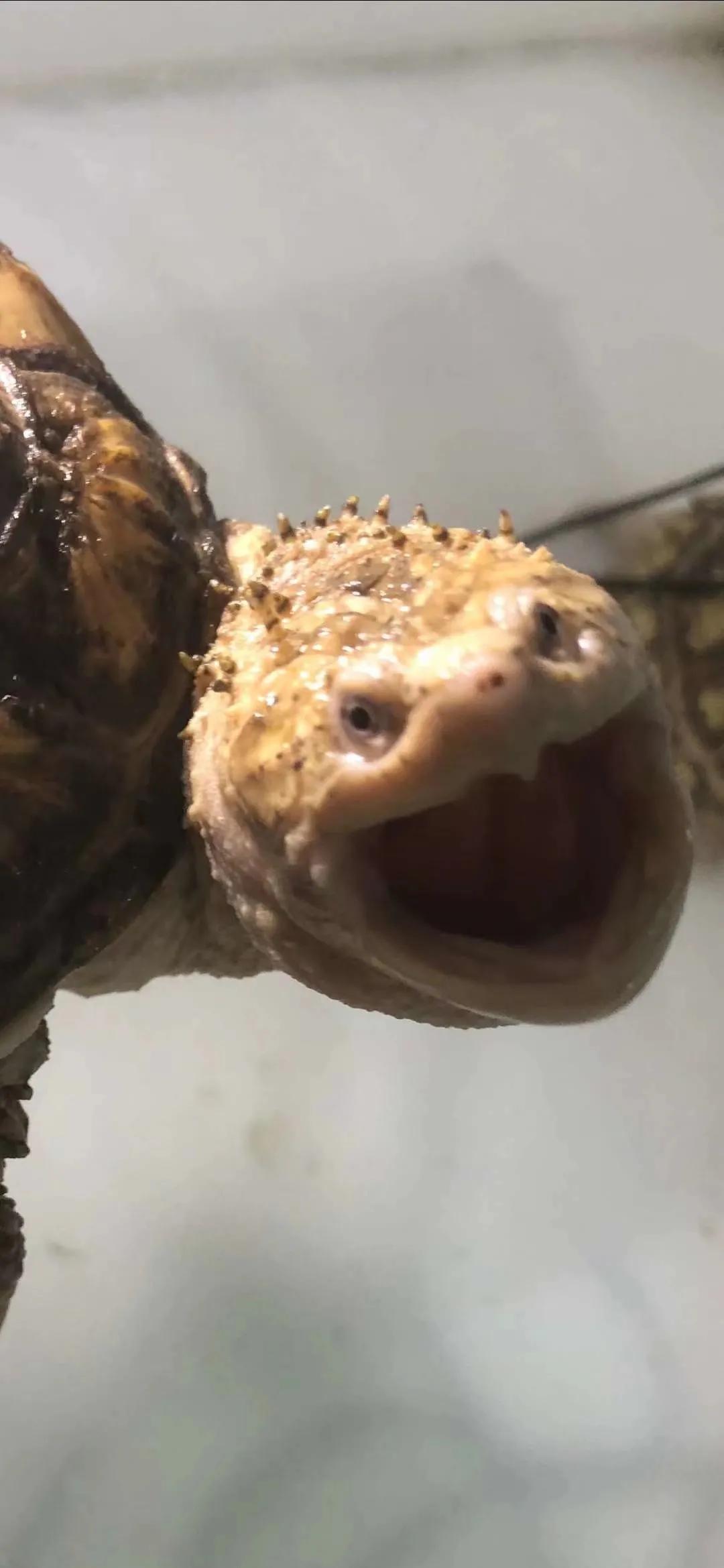 新手养龟哪种乌龟最好养,新手养龟的十大注意事项