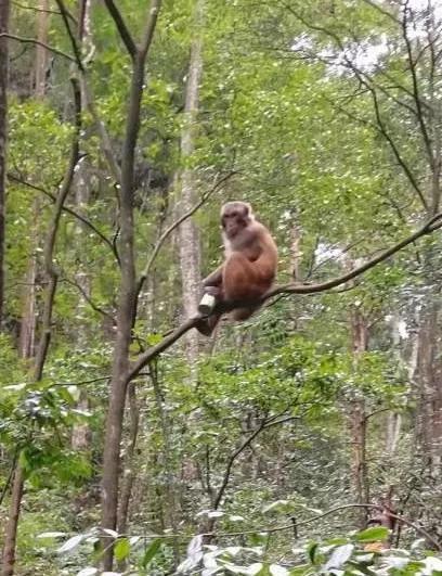 刘老师讲故事2.猴子是怎样学会爬树的