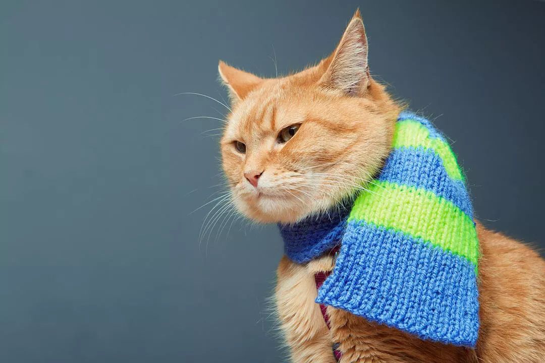 为什么说橘猫招财,橘猫干坏事