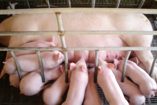 仔猪消瘦腹式呼吸是什么病怎么治,仔猪腹式呼吸一般用什么药