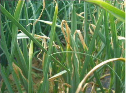 韭菜移栽后干尖发黄怎么回事,刚栽韭菜干尖是怎么回事