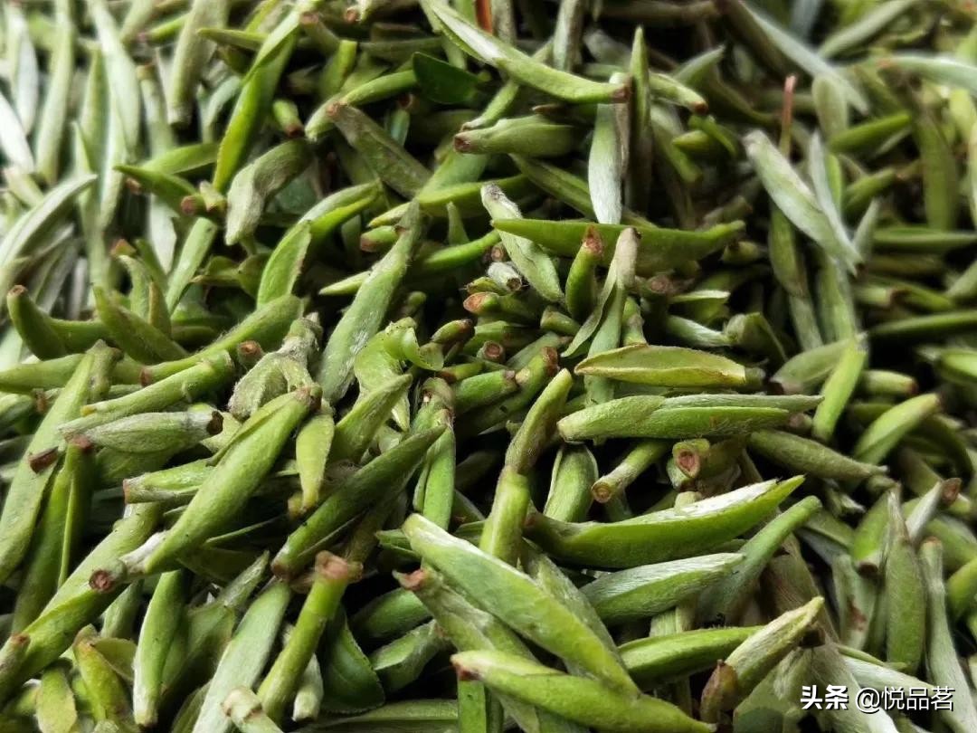 白毫银针分北路银针和西路银针,白茶中最顶级的白毫银针