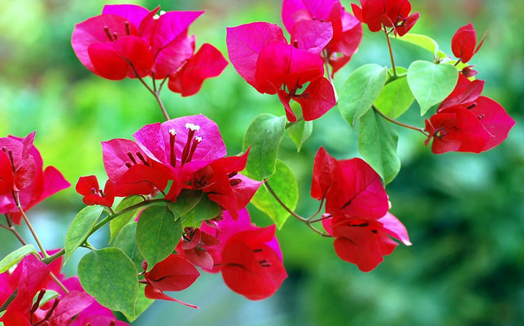 养爬藤花,养爬藤植物对风水好吗