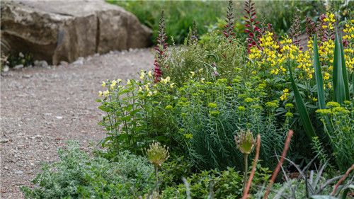 切尔西花展举办,2020年切尔西花展抢先看