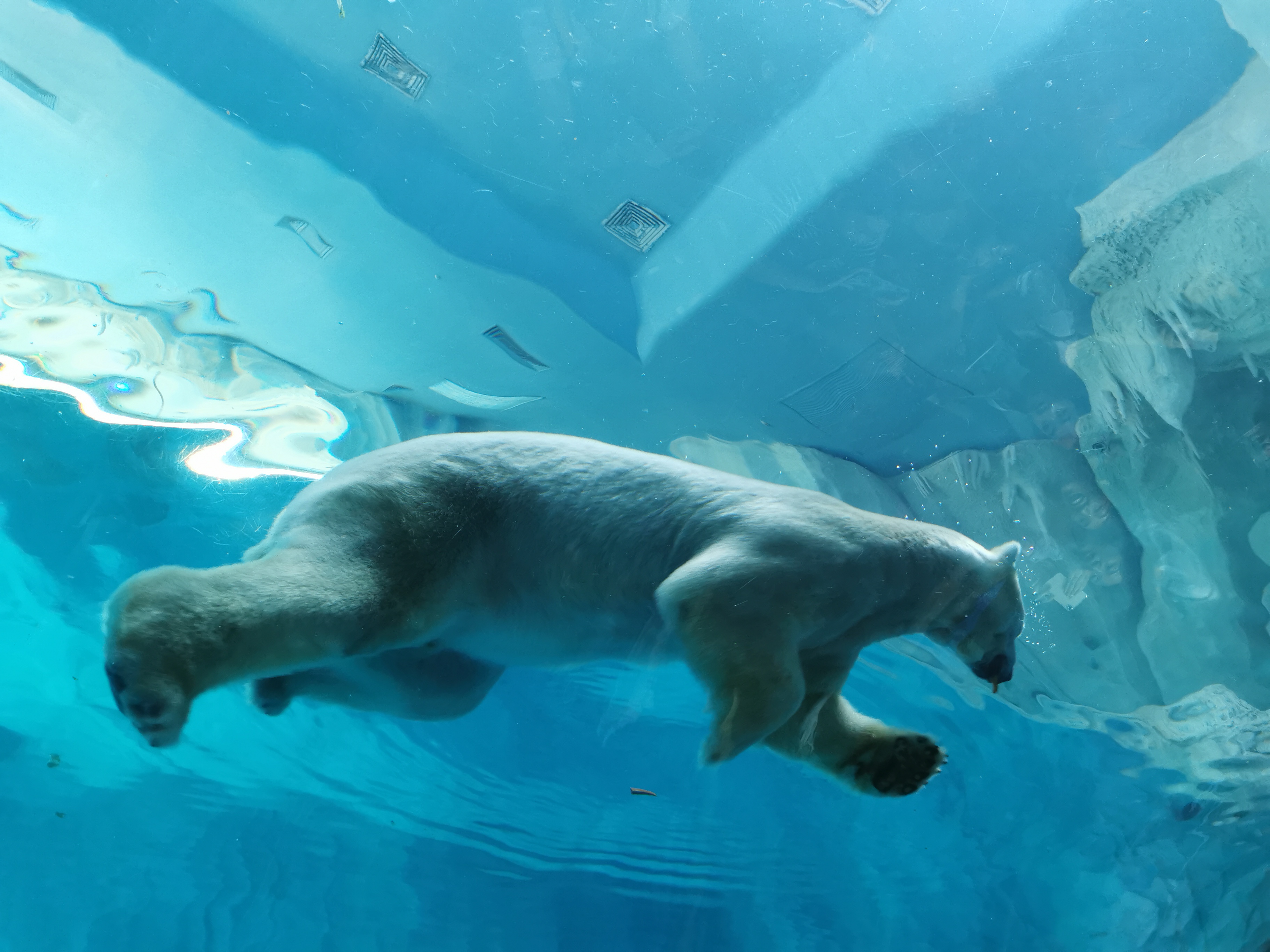 去珠海长隆海洋王国游玩攻略路线,最新珠海长隆海洋王国一日游攻略